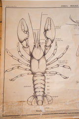 Aged monochrome crayfish chart showing detailed abdomen, walking legs, and tail fan.