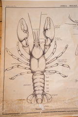 Early 20th Century Pull Down Chart of Lobster // ONH Item 2116 Image 2