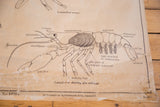 Vintage Jurica biology chart detail: crayfish lateral view with gills, eggs, and publisher.