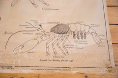 Early 20th Century Pull Down Chart of Lobster // ONH Item 2116 Image 3