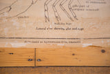 Vintage biology chart's lower section with peeling paper, crab diagram labels, and publisher details.