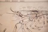Detailed view of a vintage Jurica Biology Series crayfish anatomy chart with labeled organs.