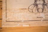 Vintage pull-down chart detail showing browning, peeling paper, and 'ARTHROPODA CRUSTACEA' text.