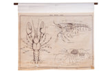Early 20th century Jurica Biology Series pull-down chart with detailed crayfish illustrations.