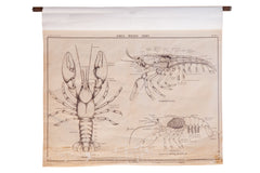 Early 20th Century Pull Down Chart of Lobster // ONH Item 2116