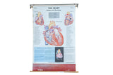 Vintage Cram's anatomical heart science chart with red and blue diagrams on white.