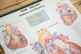 Numbered illustration of the heart's interior anatomy with valves and blood flow.