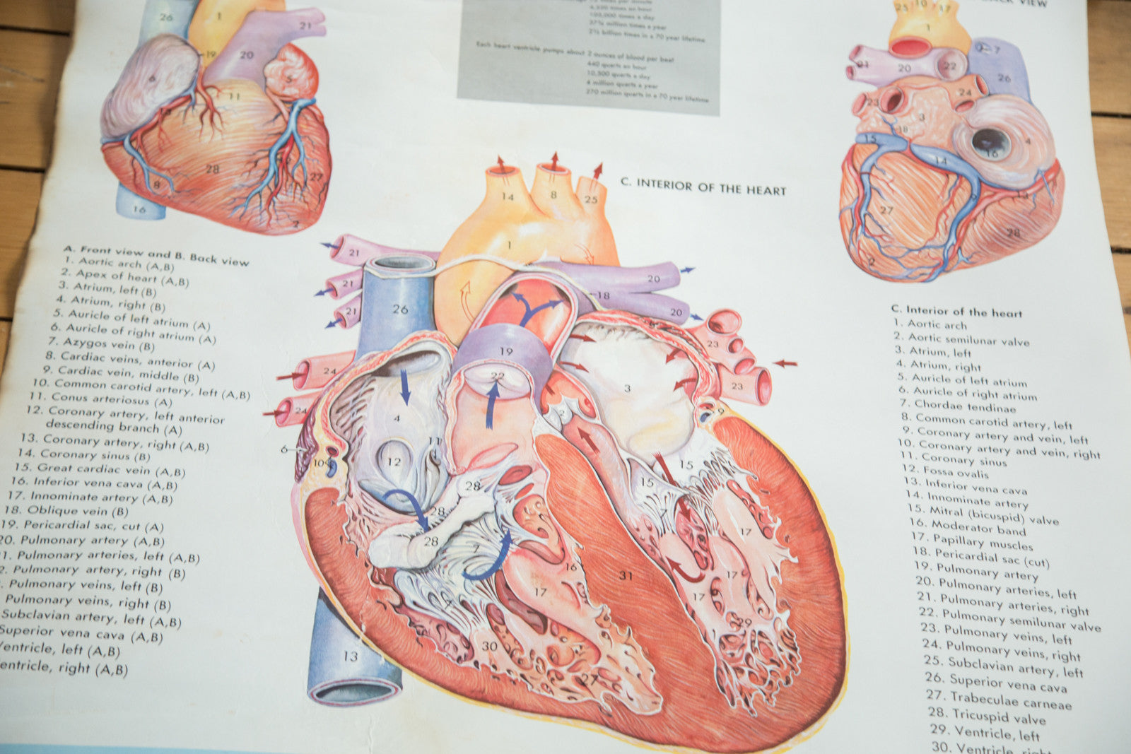 Mid Century Vintage Heart Cram's Science Chart – Item #2319