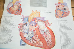Mid Century Vintage Heart Cram's Science Chart // ONH Item 2319 Image 7