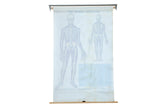 Faded blue human skeleton diagram on reverse of Mid Century Cram's Science Chart.