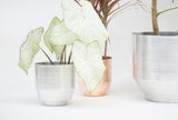 Silver 8 inch Modern Aluminum Planter with distinctive white veined leaves.