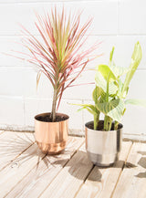Silver Modern Aluminum Planter beside a coordinating copper planter.