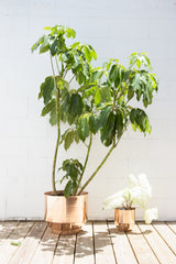 Modern 16-inch copper planter with a smaller companion and plants on wood.