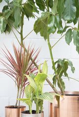 Gleaming pure copper Modern Planter with a polished finish among varied green plants.