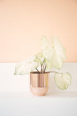 Polished copper modern planter, hand-spun with a distinctive two-part shape and green-veined plant.