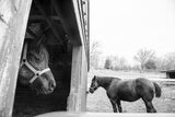 Digital black and white photograph of two neighbor horses at Muscoot Farm barn.