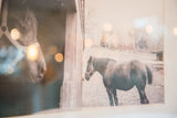 Framed Muscoot Farm horse photograph featuring a blurred horse and one in field.