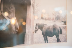 Muscoot Farm Horse Photograph // ONH Item 2915 Image 2