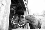 Black and white farm photograph of two nuzzling horses inside a barn.