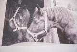 Black and white photograph of two nuzzling horses, highlighting their faces and halters.