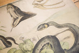 Vintage school chart detail of a dark snake with open mouth and fangs, and a coiled snake with yellow markings.