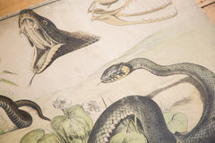 Vintage School Graphic Chart Snakes // ONH Item 3157 Image 1