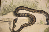 Vintage school chart close-up showing snake's patterned scales, head, and forked tongue.