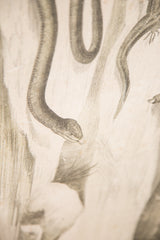 Detailed illustration of a snake's head on an aged vintage school chart.