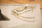 Vintage school chart showing a sepia rendering of a snake skull and aged paper with string.
