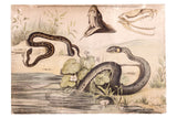 Vintage 1940s Polish school science chart with various snake illustrations and a skull.