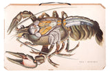 Vintage 1940s Polish school chart, detailed lobster anatomy lithograph in earthy colors.