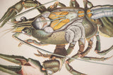 Close-up of vintage lobster chart showing intricate green carapace and internal anatomy.