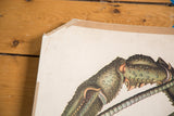 Worn upper right corner of vintage lobster lithograph, showing paper edges and age.
