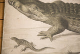 Vintage Polish chart detail: crocodile's textured skin, sharp teeth, and powerful claw.