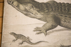 Vintage School Graphic Chart Crocodile // ONH Item 3159 Image 1