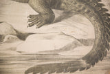 Vintage lithograph chart: crocodile's textured foot and scaly tail.