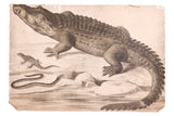 Vintage Polish school chart lithograph depicting a crocodile, lizard, and snake in muted sepia tones.