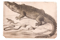 Vintage School Graphic Chart Crocodile // ONH Item 3159