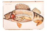 Vintage Polish school fish diagram, showing detailed internal anatomy with warm colors.