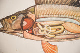 Close-up of the vintage 1940s Polish fish anatomy lithograph, detailing colorful internal organs.