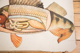 Detailed rendering of the Vintage School Fish Diagram's internal organs and striped lower fin.