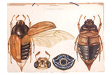 Vintage Insect School Chart, circa 1940s Polish lithograph with detailed beetle illustrations.