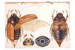 Vintage Insect School Chart // ONH Item 3161