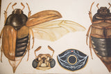 Detailed brown and black beetle with translucent wing, insect head, anatomical drawings.