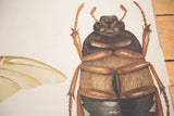 Close-up of the vintage insect chart featuring the brown beetle's textured body and a delicate wing.