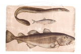 Vintage Fish School Chart, 1940s Polish lithograph with detailed fish illustrations and aged patina.