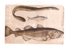 Vintage Fish School Chart // ONH Item 3162