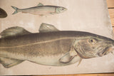 Vintage Fish School Chart detail showing a large dark fish illustration and smaller pale fish.