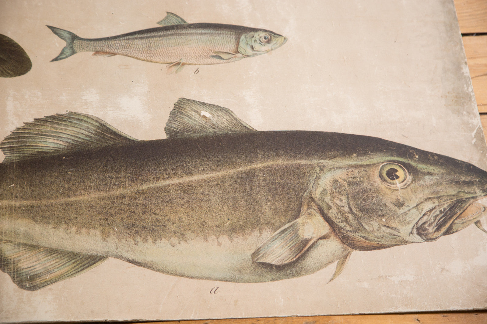 Vintage Fish School Chart // ONH Item 3162 Image 1