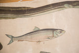 Close-up on the vintage Polish school chart, detailing the bass fish and eel lithograph.